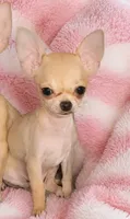 Tiny fawn teacup applehead girl Hand Delivery , a female Chihuahua for sale in Carthage, TX – 1 of 5
