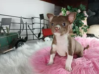 Nationwide delivery-teacup, a female Chihuahua for sale in Carthage, TX – Photo 1 of 4