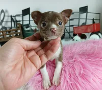 Nationwide delivery-teacup, a female Chihuahua for sale in Carthage, TX – Photo 2 of 4