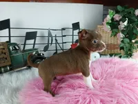 Nationwide delivery-teacup, a female Chihuahua for sale in Carthage, TX – Photo 3 of 4