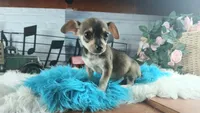 Brown and tan Chi boy. Hand delivery, a male Chihuahua for sale in Carthage, TX – 2 of 7