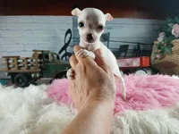Vanillas tiny white girl. Hand Delivery , a female Chihuahua for sale in Carthage, TX – 7 of 8