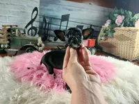 Vanillas black girl. Hand Delivery , a female Chihuahua for sale in Carthage, TX – 4 of 9