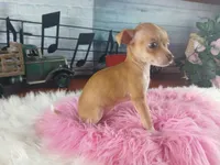 Teacup fawn girl white 2, a female Chihuahua for sale in Carthage, TX – 3 of 10