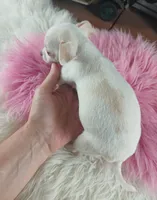 White teacup girl. Hand delivery , a female Chihuahua for sale in Carthage, TX – 5 of 8