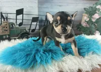 Blk white tri boy tiny Hand Delivery , a male Chihuahua for sale in Carthage, TX – 2 of 7