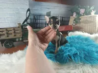 Haleys blk and tan boy. Hand Delivery , a male Chihuahua for sale in Carthage, TX – 7 of 10