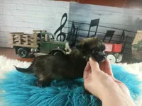 Long hair teacup dark boy. Hand Delivery , a male Chihuahua for sale in Carthage, TX – 7 of 10