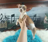 Teacup fawn white boy. Hand Delivery , a male Chihuahua for sale in Carthage, TX – 3 of 10
