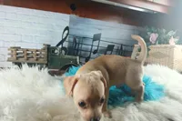 Autumns fawn boy. Hand Delivery , a male Chihuahua for sale in Carthage, TX – 4 of 9