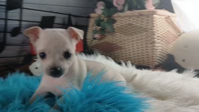 Haleys Cream boy. Hand Delivery , a male Chihuahua for sale in Carthage, TX – 8 of 8