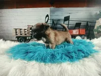 Long hair boy chi light. Hand Delivery , a male Chihuahua for sale in Carthage, TX – 7 of 8