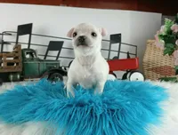 Nationwide delivery-blk nose, a male Chihuahua for sale in Carthage, TX – Photo 3 of 5