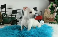 Nationwide delivery-blk nose, a male Chihuahua for sale in Carthage, TX – Photo 5 of 5