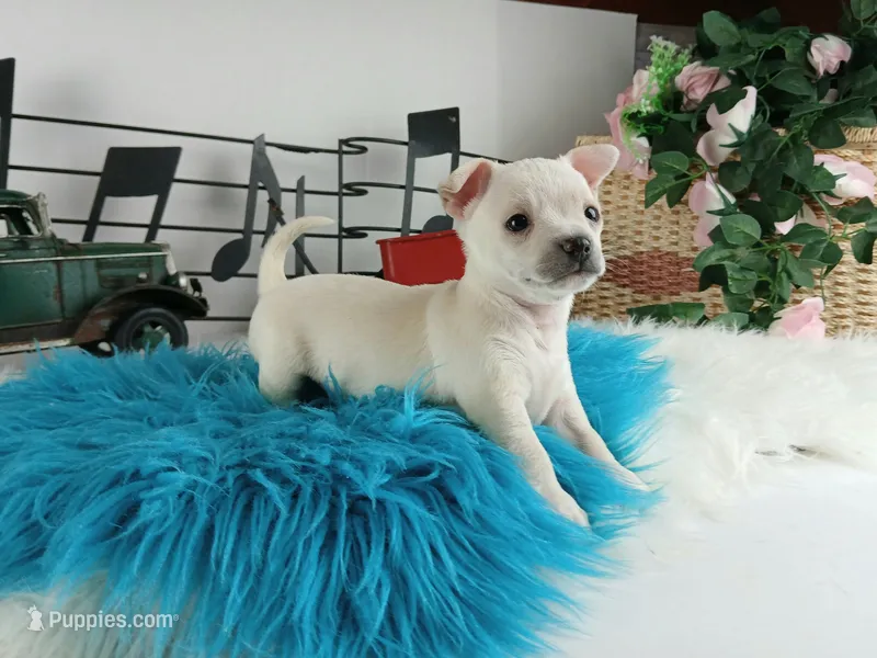 Nationwide delivery-blk nose