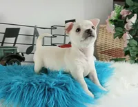 Nationwide delivery-blk nose, a male Chihuahua for sale in Carthage, TX – Photo 4 of 5