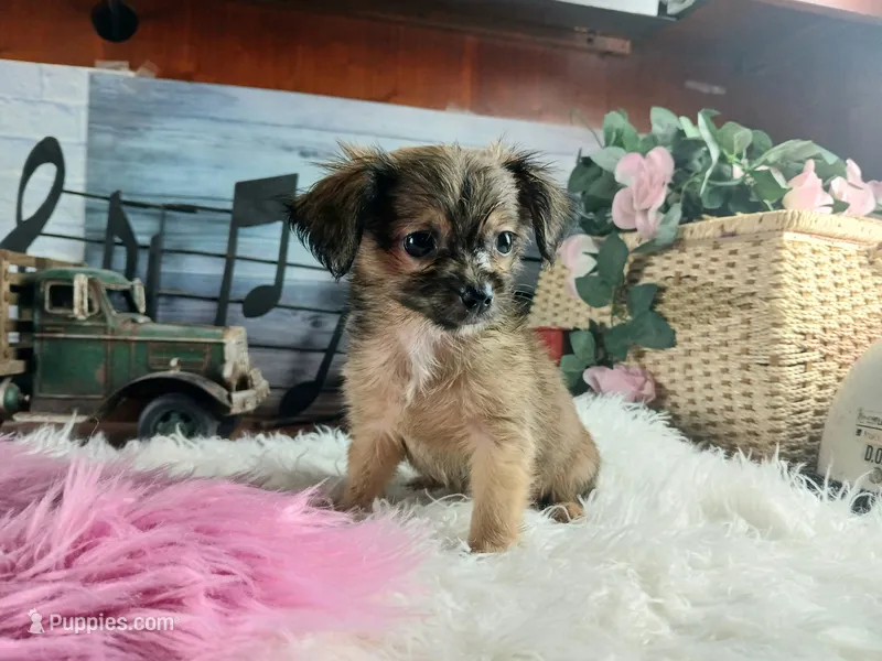 Long hair teacup girl applehead.  Hand Delivery  – Chihuahua puppy for sale in Carthage, TX