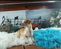 Popcorns red dot male. Hand delivery, a male Chihuahua for sale in Carthage, TX – 1 of 7