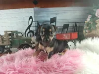 Autumns blk tan girl. Hand Delivery , a female Chihuahua for sale in Carthage, TX – 5 of 6
