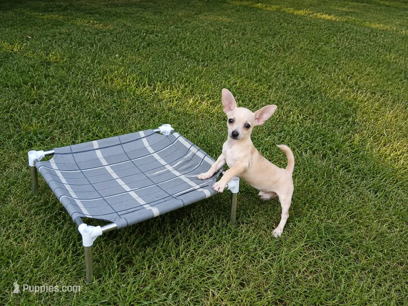 Ceces cream boy – Chihuahua puppy for sale in Carthage, TX