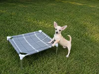 Ceces cream boy. Hand delivery , a male Chihuahua for sale in Carthage, TX – 1 of 5