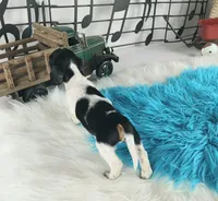 processed/c4455dac-4a78-4c96-845e-30559ddb9d69/listing/50dbf3fa-b2b1-41a8-8bb9-6e07ab2d9b98/947dad4b-4638-47a8-824f-590e0a5e7b61