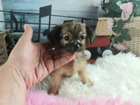 Long hair teacup girl applehead.  Hand Delivery , a female Chihuahua for sale in Carthage, TX – 3 of 7
