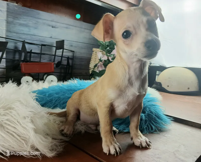 Popcorns blue dot boy. Hand delivery – Chihuahua puppy for sale in Carthage, TX