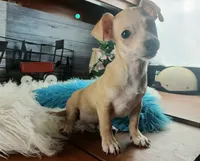 Popcorns blue dot boy. Hand delivery, a male Chihuahua for sale in Carthage, TX – 1 of 5