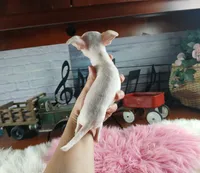 Vanillas tiny white girl. Hand Delivery , a female Chihuahua for sale in Carthage, TX – 3 of 8