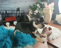 Blk white tri boy tiny Hand Delivery , a male Chihuahua for sale in Carthage, TX – 4 of 7