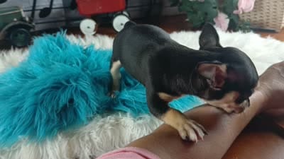 Blk white tri boy tiny Hand Delivery , a male Chihuahua for sale in Carthage, TX – 7 of 7