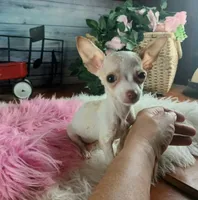 Micro teacup girl white. Hand Delivery , a female Chihuahua for sale in Carthage, TX – 5 of 9