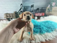 Autumns fawn boy. Hand Delivery , a male Chihuahua for sale in Carthage, TX – 2 of 9