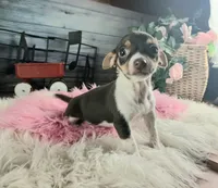 Chocolate teacup freckles girl. Hand delivery, a female Chihuahua for sale in Carthage, TX – 1 of 7