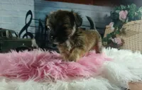 Long hair teacup girl applehead.  Hand Delivery , a female Chihuahua for sale in Carthage, TX – 9 of 10