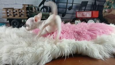 Vanillas tiny white girl. Hand Delivery , a female Chihuahua for sale in Carthage, TX – 8 of 8