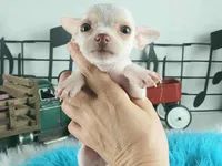 Teacup Chihuahuas-Delivery, a male Chihuahua for sale in Carthage, TX – Photo 2 of 4