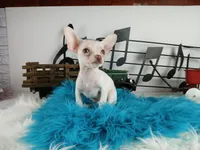 Teacup Chihuahuas-Delivery, a male Chihuahua for sale in Carthage, TX – Photo 3 of 4