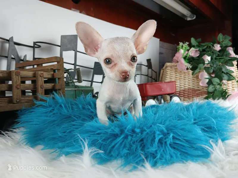 Teacup Chihuahuas-Delivery