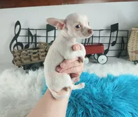 Teacup Chihuahuas-Delivery, a male Chihuahua for sale in Carthage, TX – Photo 4 of 4