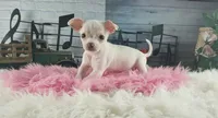 White teacup girl. Hand delivery , a female Chihuahua for sale in Carthage, TX – 2 of 8