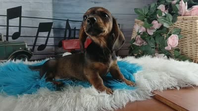 Gloria's darker boy. Hand delivery , a male Miniature Dachshund for sale in Carthage, TX – 5 of 5