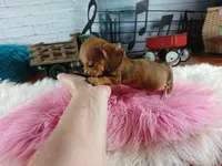 Suzies Teacup red girl.  Hand Delivery , a female Miniature Dachshund for sale in Carthage, TX – 3 of 10