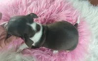 Chocolate teacup freckles girl. Hand delivery, a female Chihuahua for sale in Carthage, TX – 3 of 7