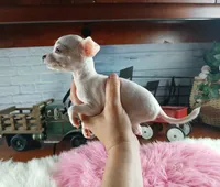 Vanillas tiny white girl. Hand Delivery , a female Chihuahua for sale in Carthage, TX – 2 of 8
