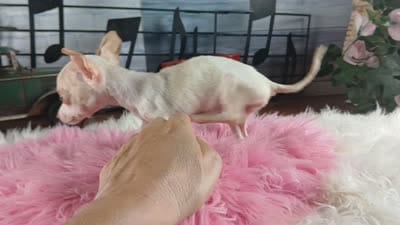 Micro teacup girl white. Hand Delivery , a female Chihuahua for sale in Carthage, TX – 9 of 9