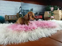 Suzies Teacup red girl.  Hand Delivery , a female Miniature Dachshund for sale in Carthage, TX – 6 of 10