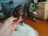Suzies chocolate boy. Hand Delivery , a male Miniature Dachshund for sale in Carthage, TX – 2 of 7