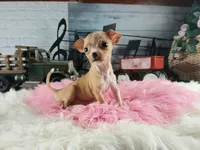 Vanillas fawn teacup girl. Hand Delivery , a female Chihuahua for sale in Carthage, TX – 6 of 10